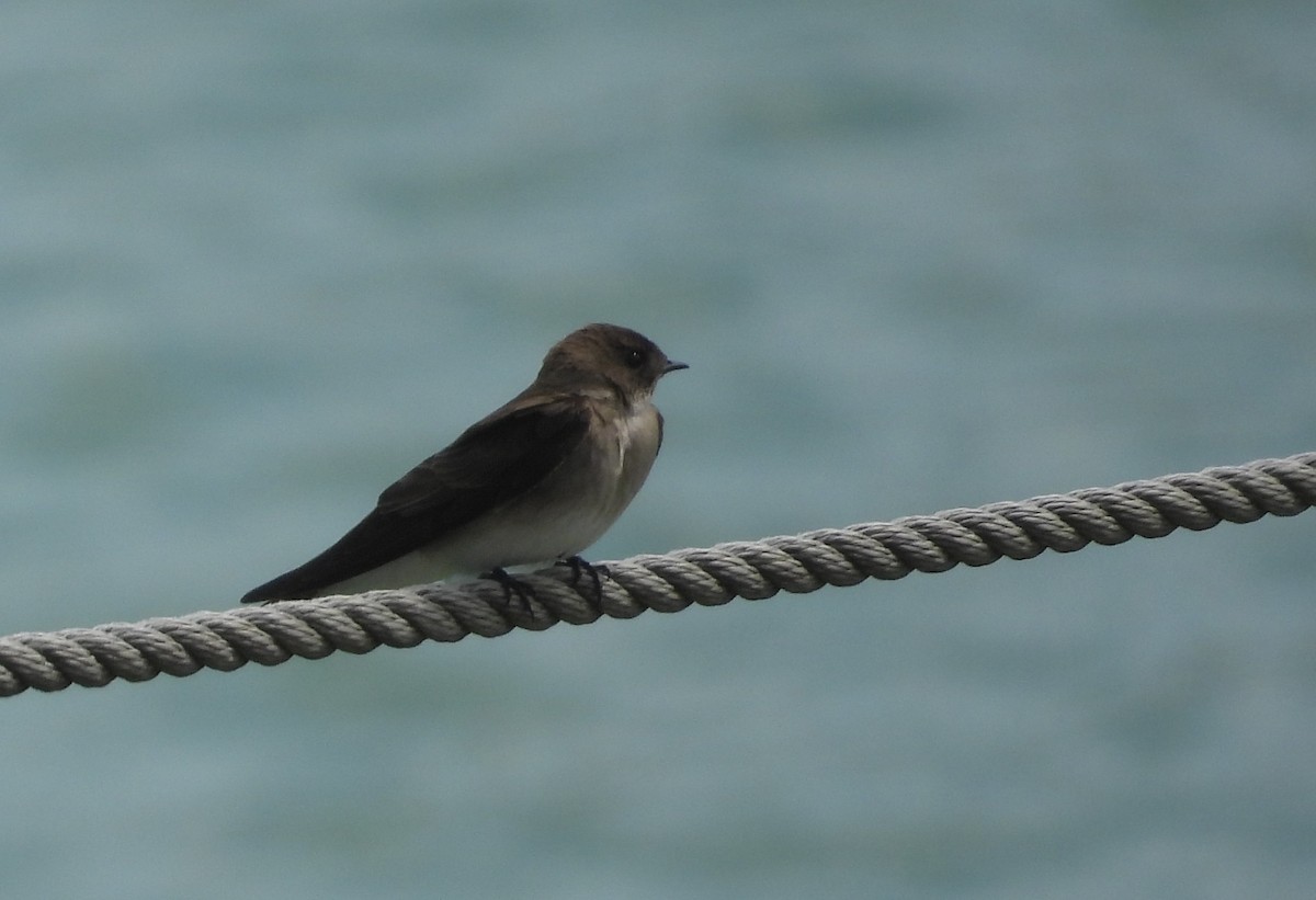Northern Rough-winged Swallow - Matt Tobin