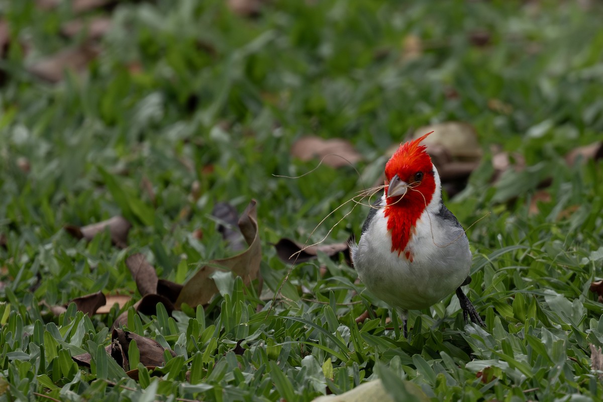 Red-crested Cardinal - Roger Kohn
