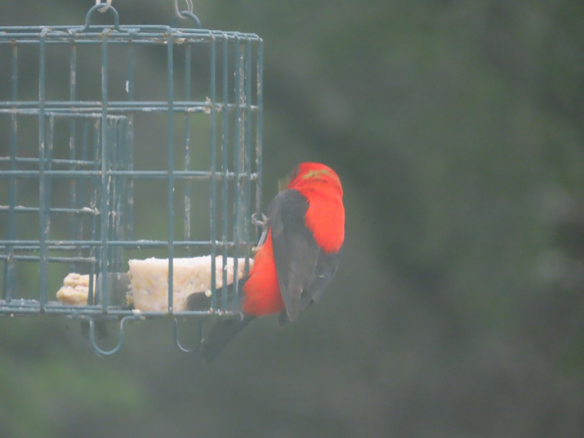 Scarlet Tanager - COLIN BLUDAU