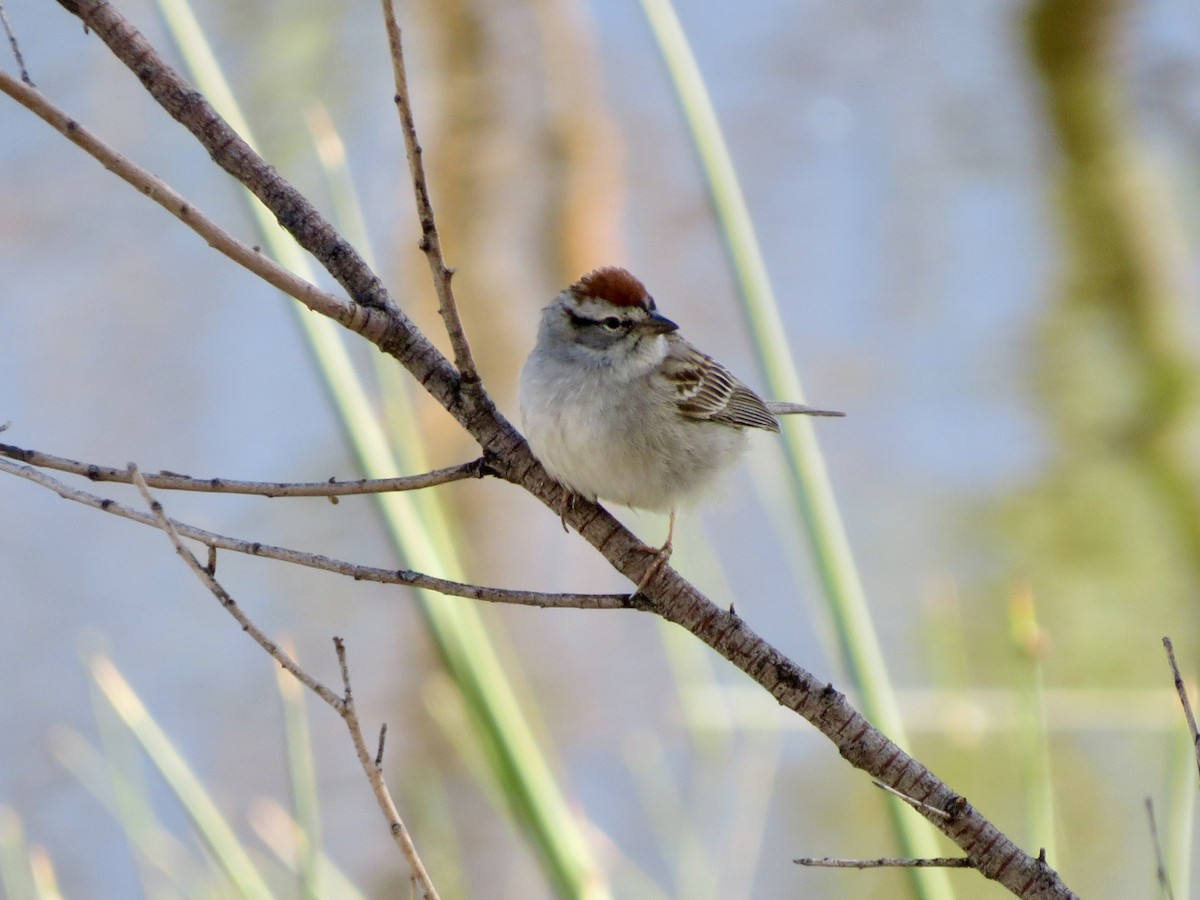 Chipping Sparrow - ML618068128