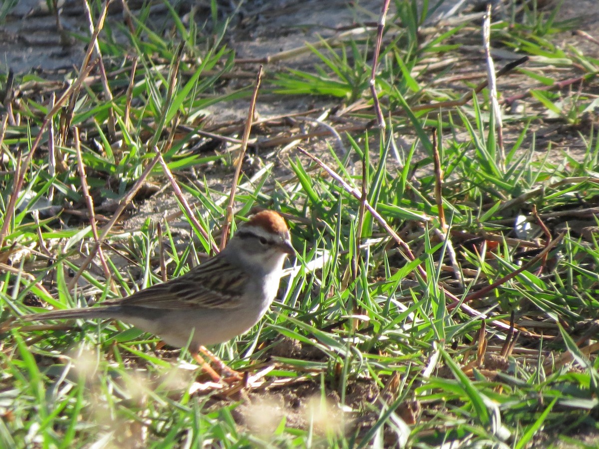Chipping Sparrow - ML618068129