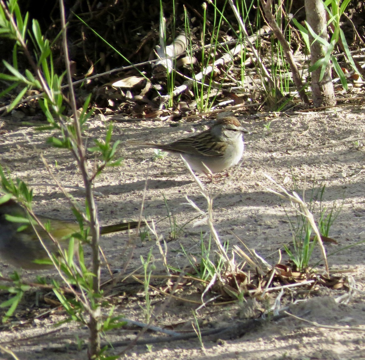 Chipping Sparrow - ML618068130