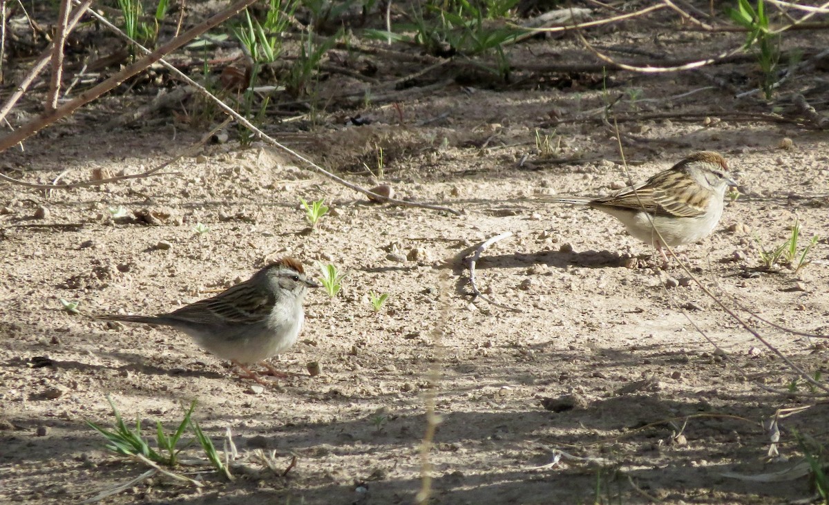 Chipping Sparrow - ML618068131