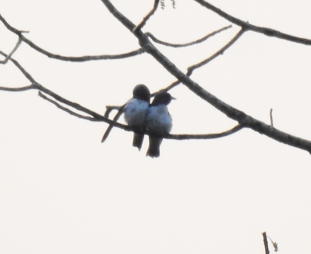 White-breasted Woodswallow - Prabhudatta Bal