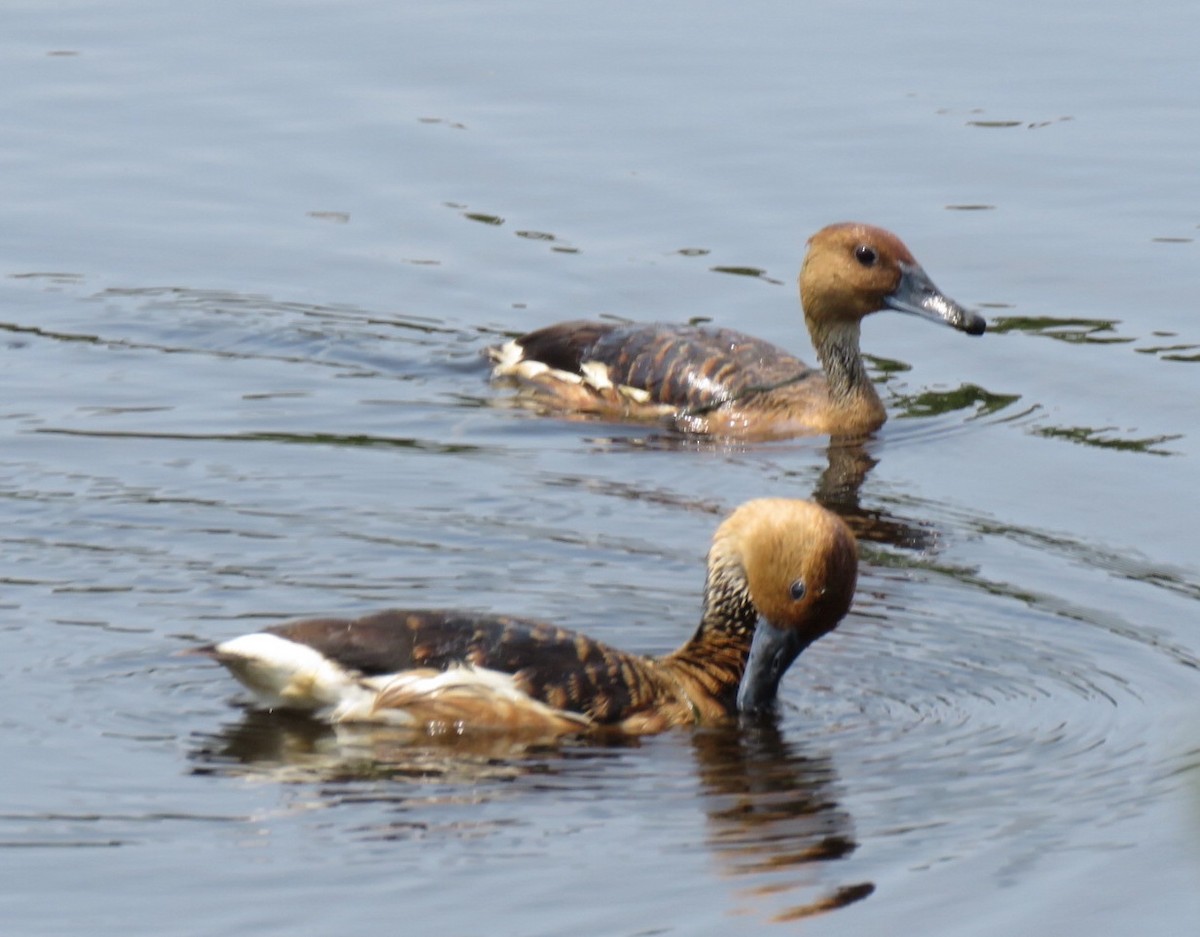 Fulvous Whistling-Duck - ML618068166