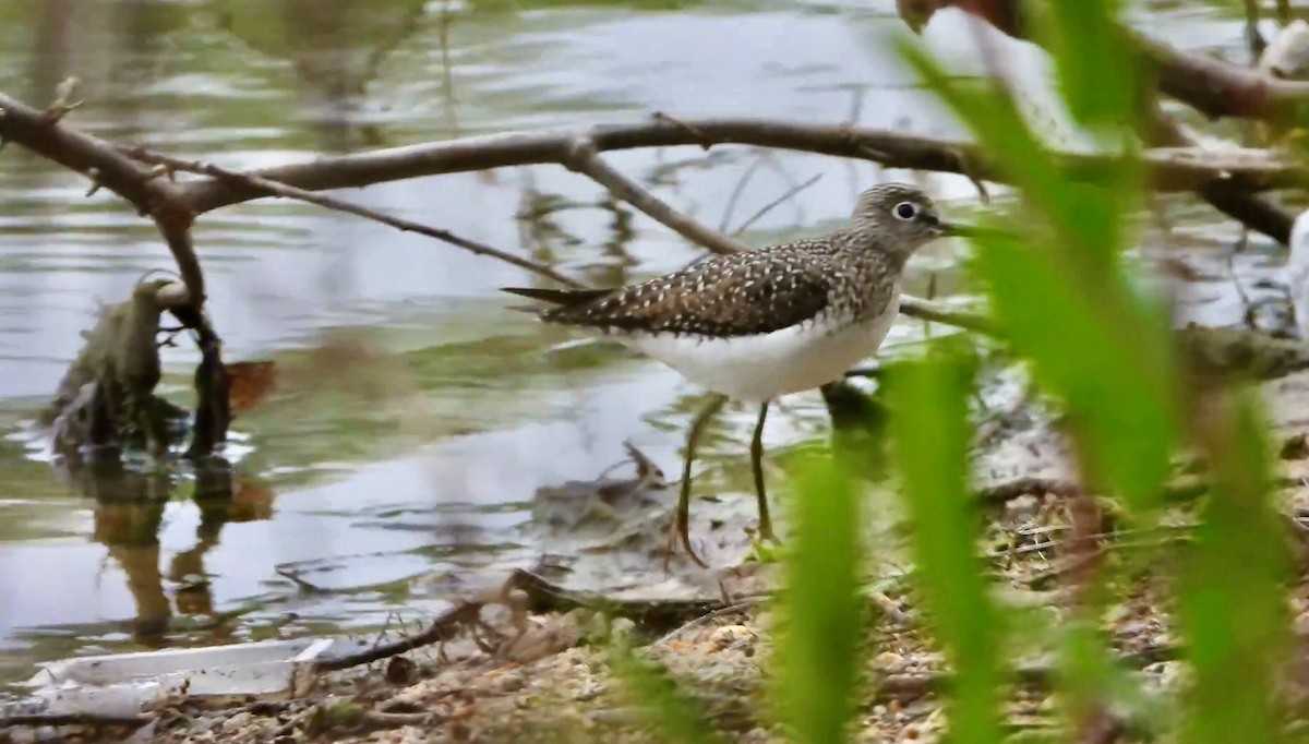 Solitary Sandpiper - AiLeng Chan