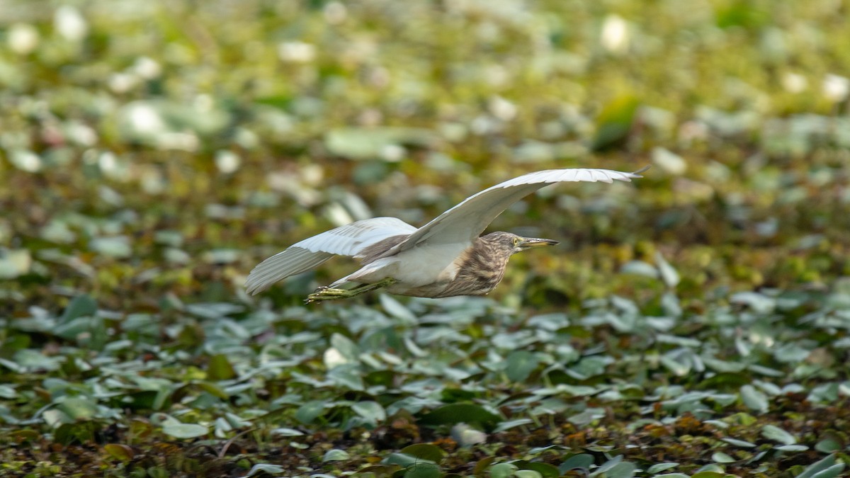 Indian Pond-Heron - Faisal Fasaludeen