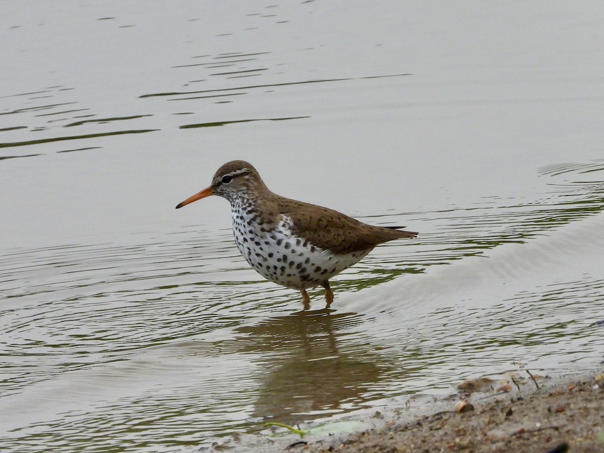 Spotted Sandpiper - AiLeng Chan