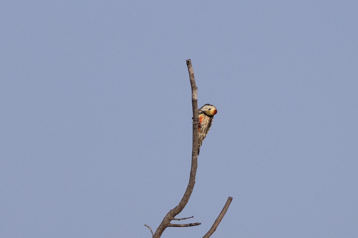 Yellow-crowned Woodpecker - Niall D Perrins