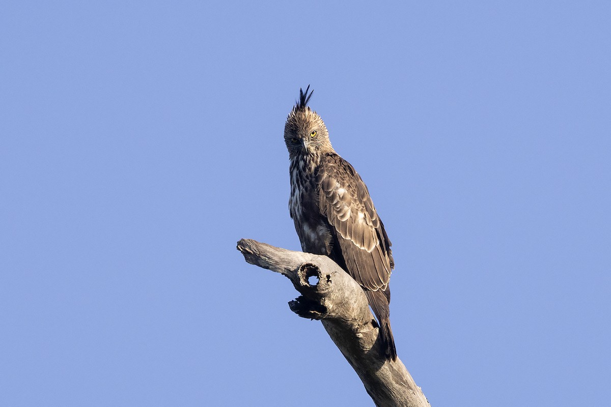 Changeable Hawk-Eagle (Crested) - ML618068209