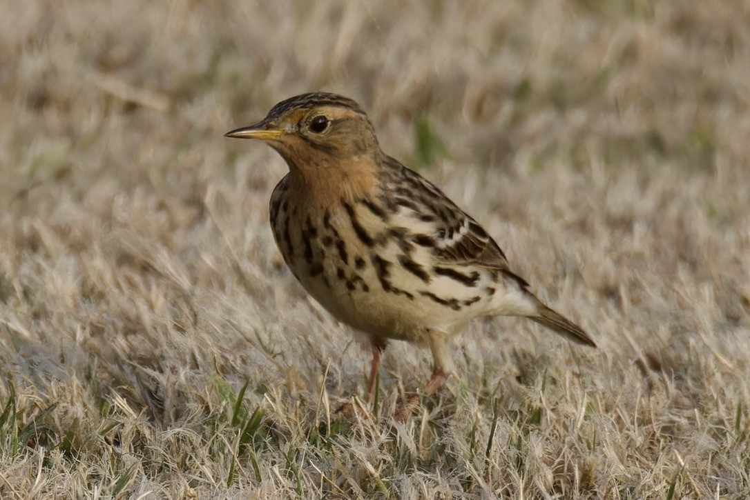 Red-throated Pipit - ML618068219