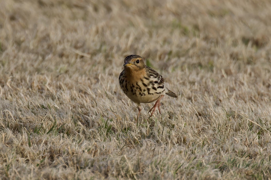 Red-throated Pipit - ML618068220