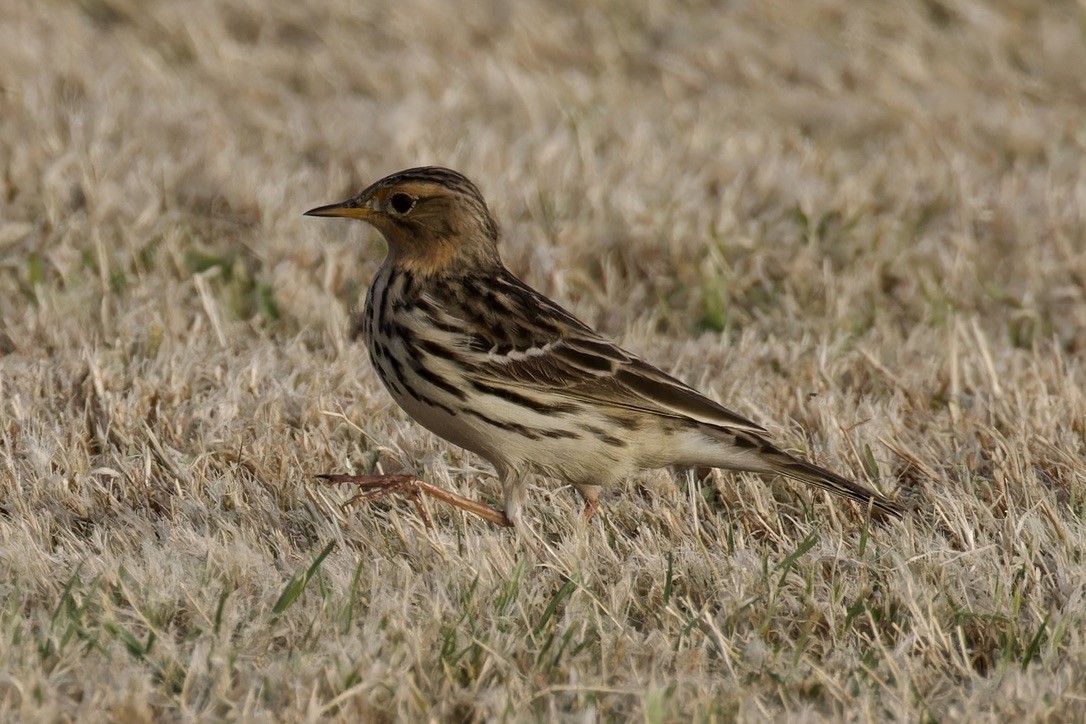 Red-throated Pipit - ML618068221