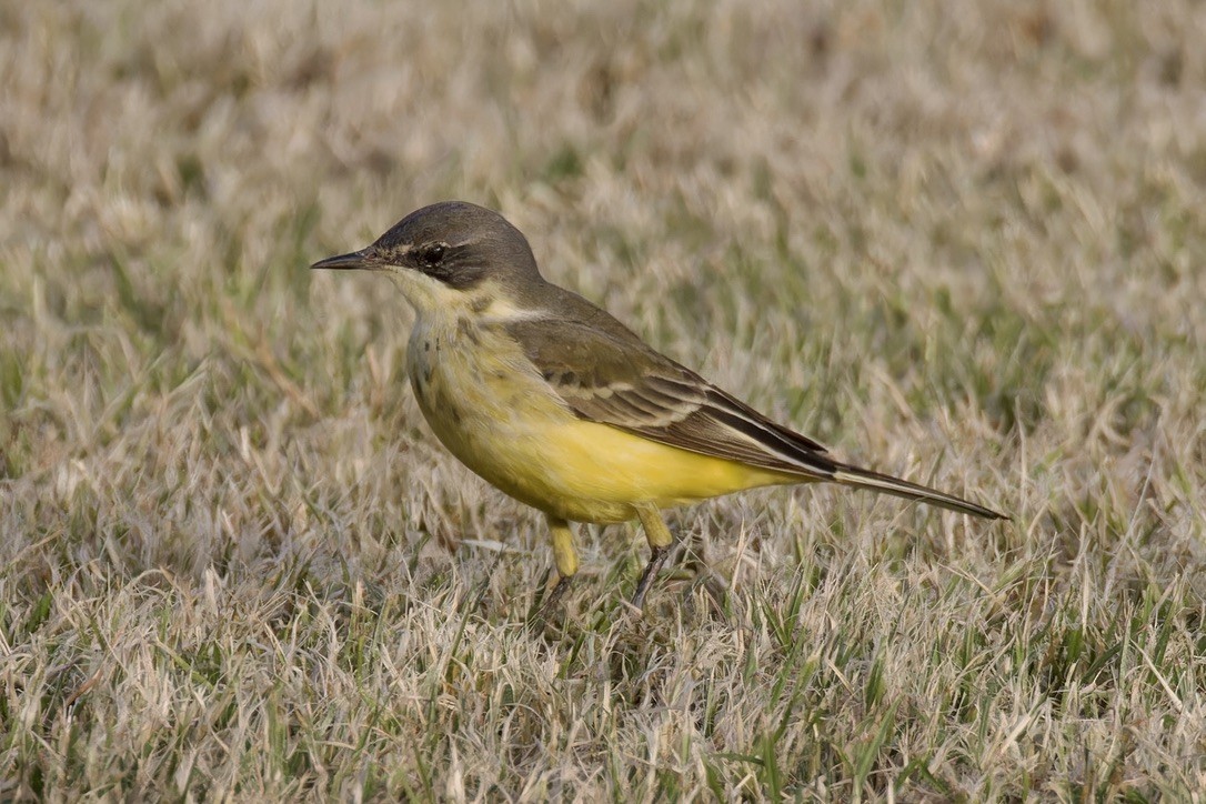 Western Yellow Wagtail - Ted Burkett