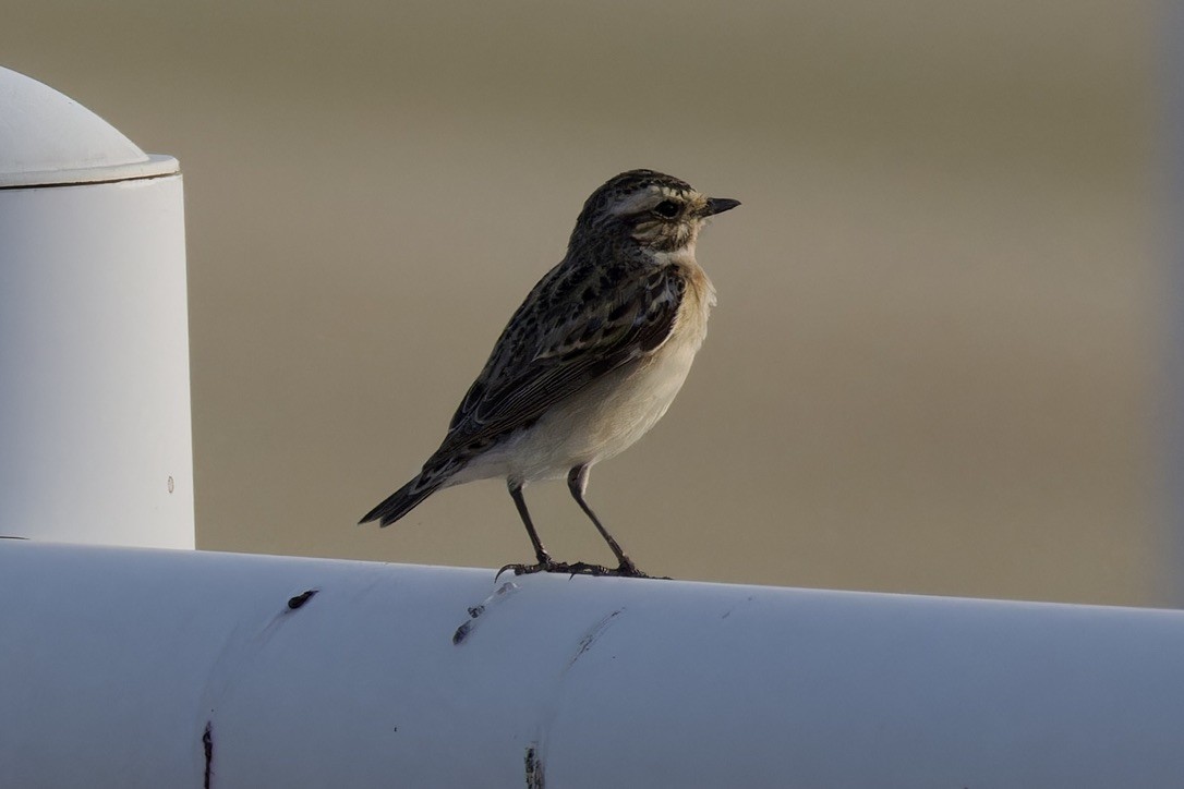 Whinchat - Ted Burkett