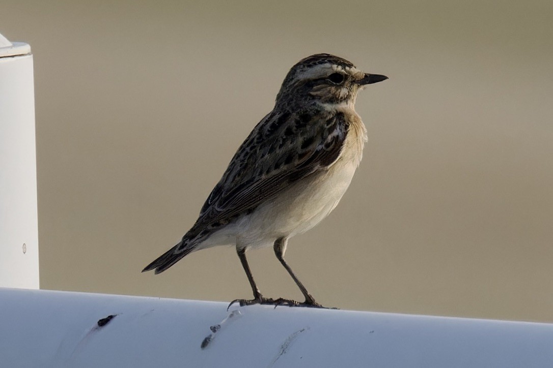 Whinchat - ML618068235