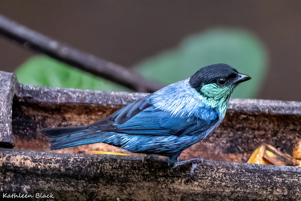 Black-capped Tanager - ML618068244