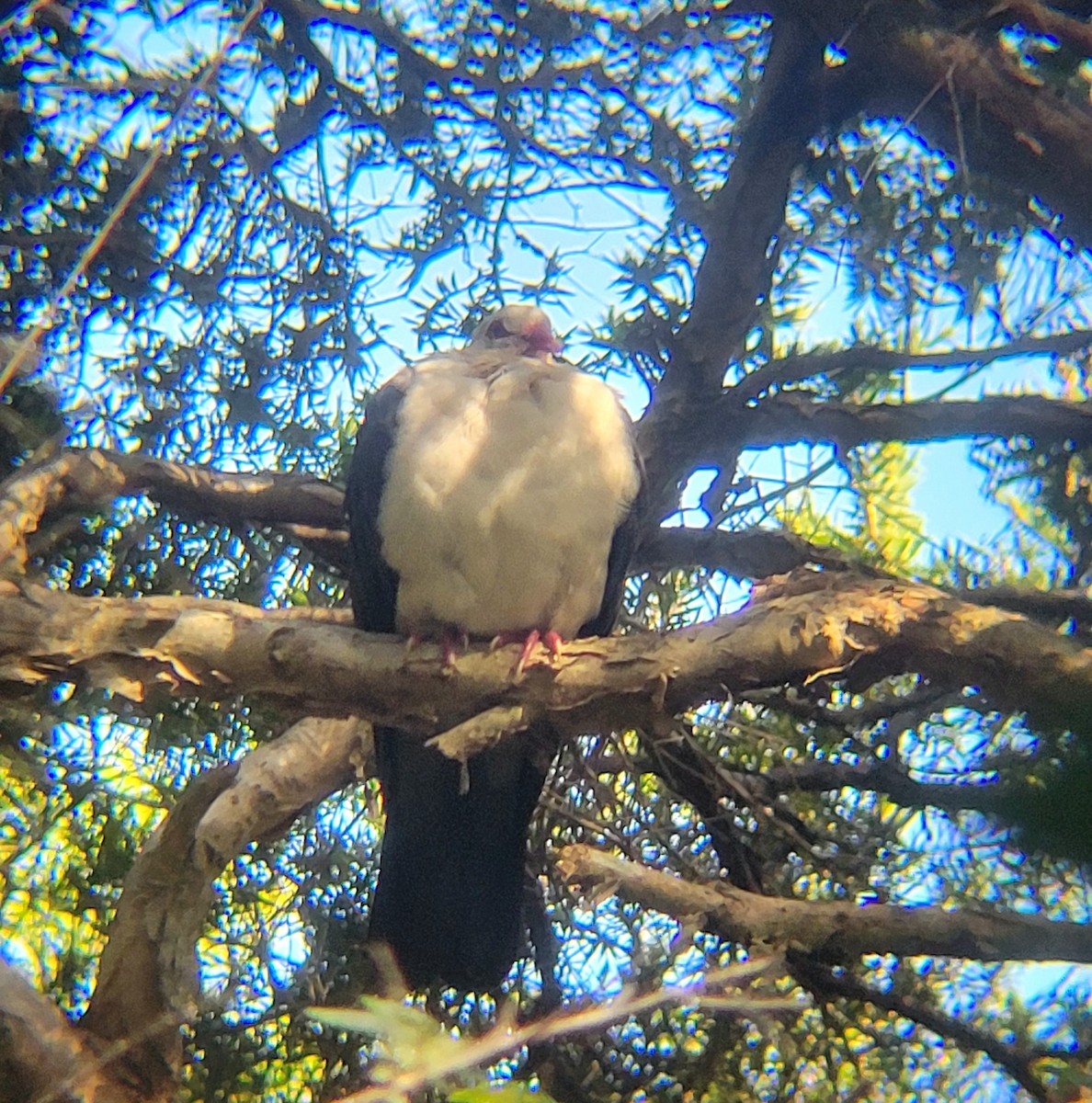 White-headed Pigeon - ML618068261