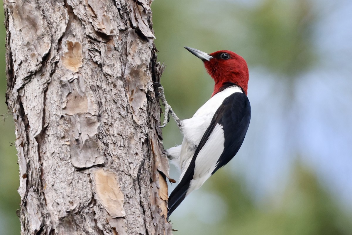Red-headed Woodpecker - ML618068268