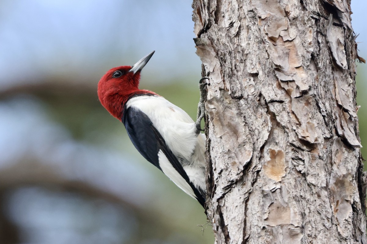 Red-headed Woodpecker - ML618068270