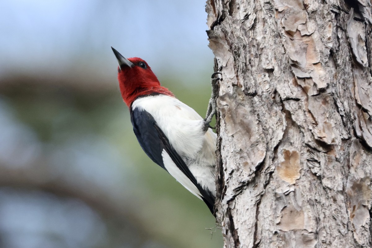 Red-headed Woodpecker - Alice Church