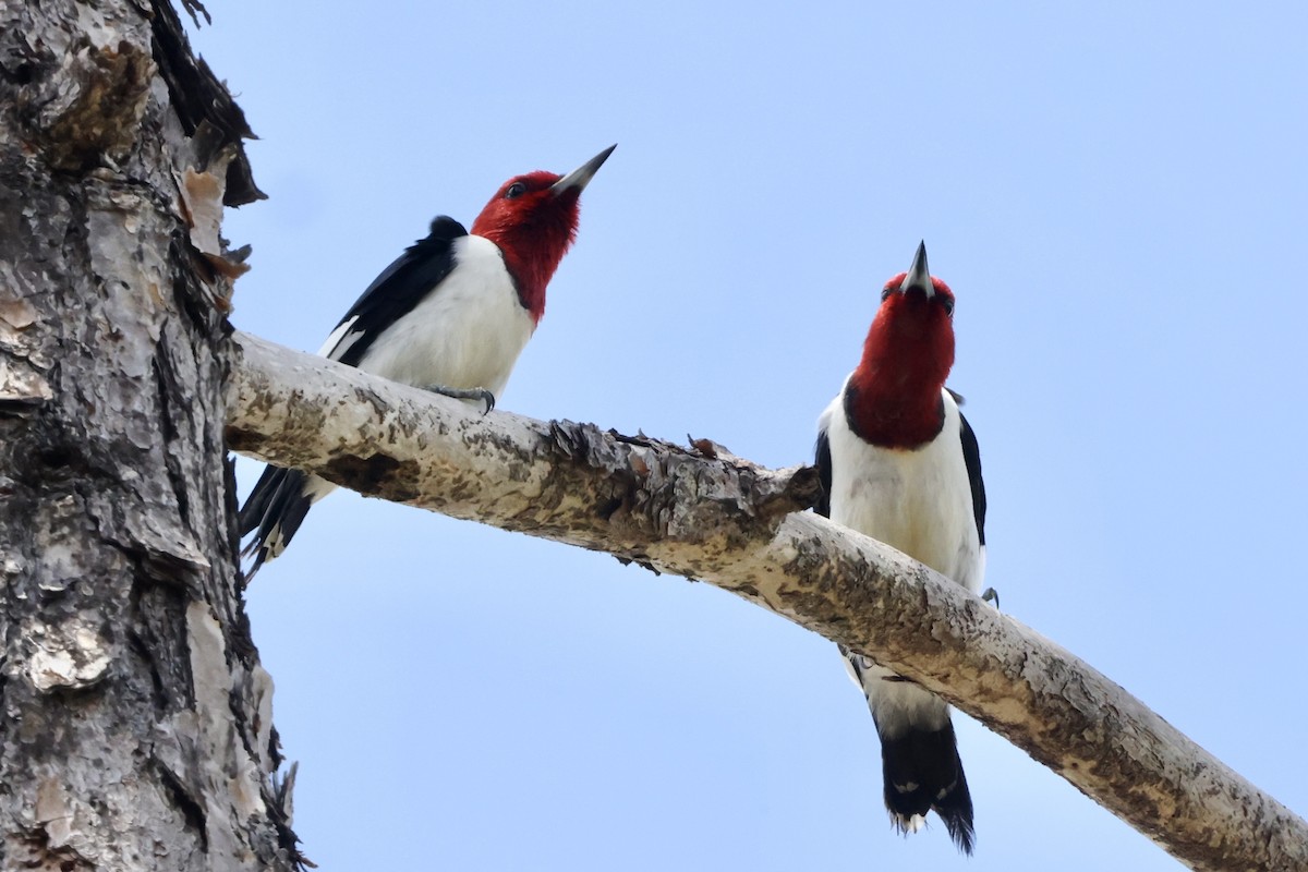 Red-headed Woodpecker - ML618068298