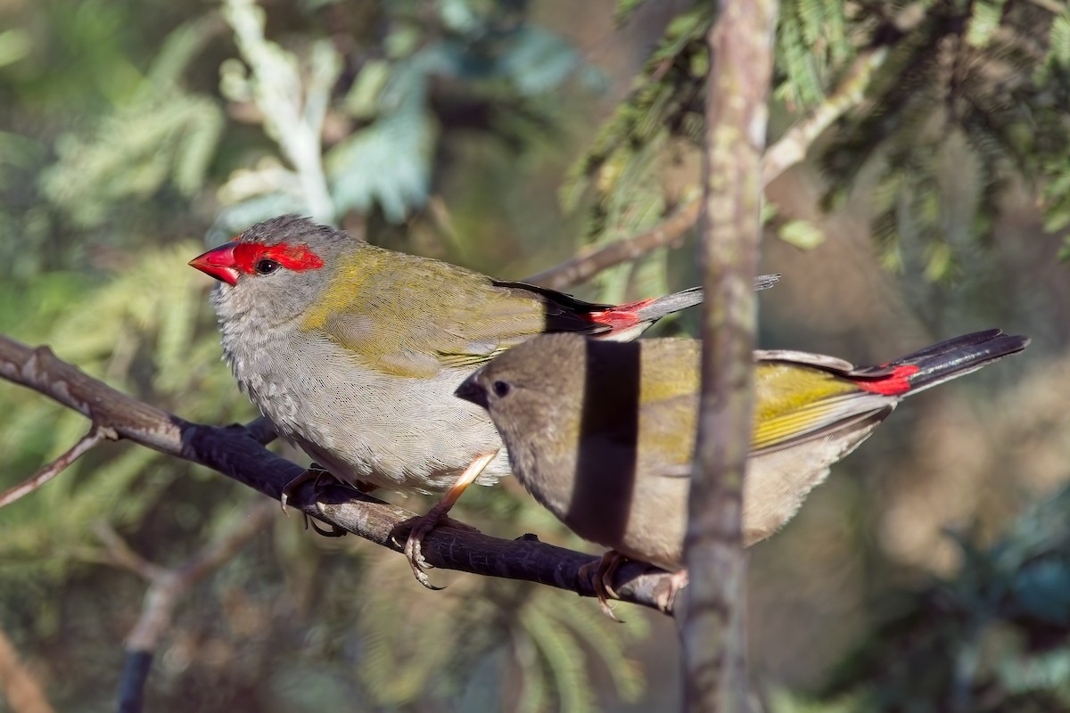 Red-browed Firetail - Duncan McCaskill