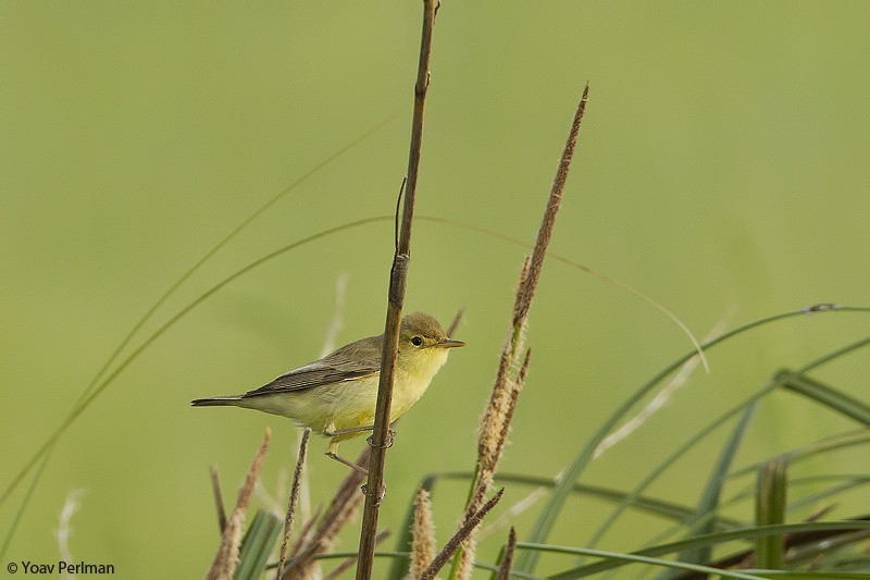 Melodious Warbler - ML618068425