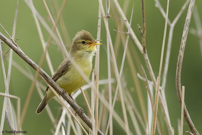 Melodious Warbler - ML618068426
