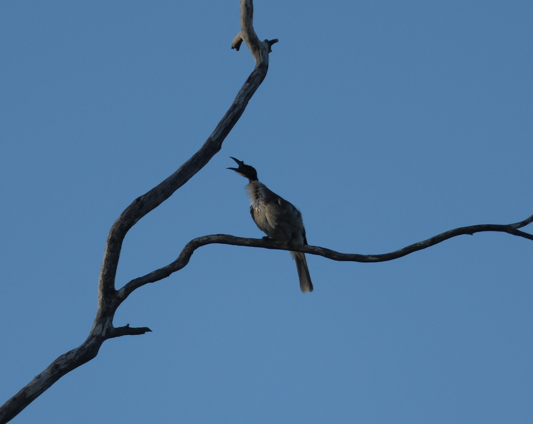 Noisy Friarbird - TAEWON SON
