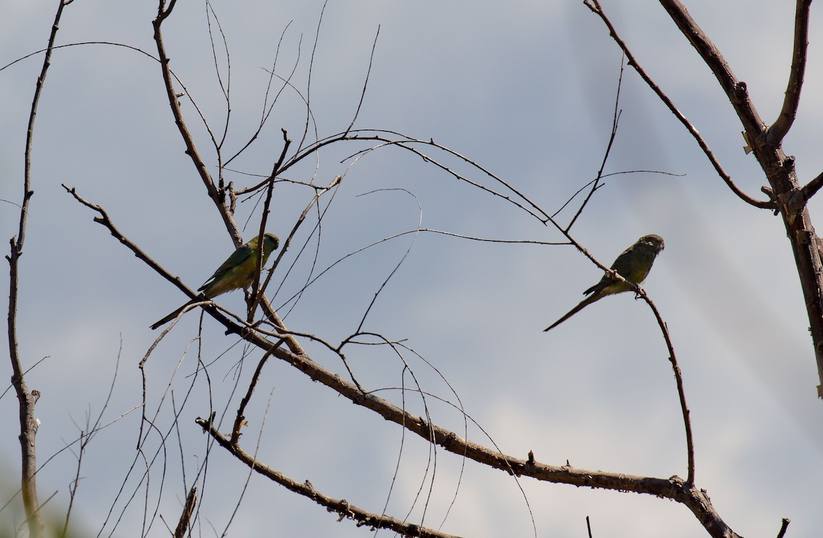 Red-rumped Parrot - Hickson Fergusson