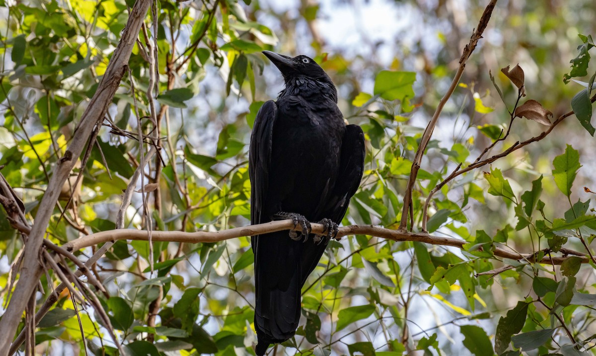 Australian Raven - ML618068498