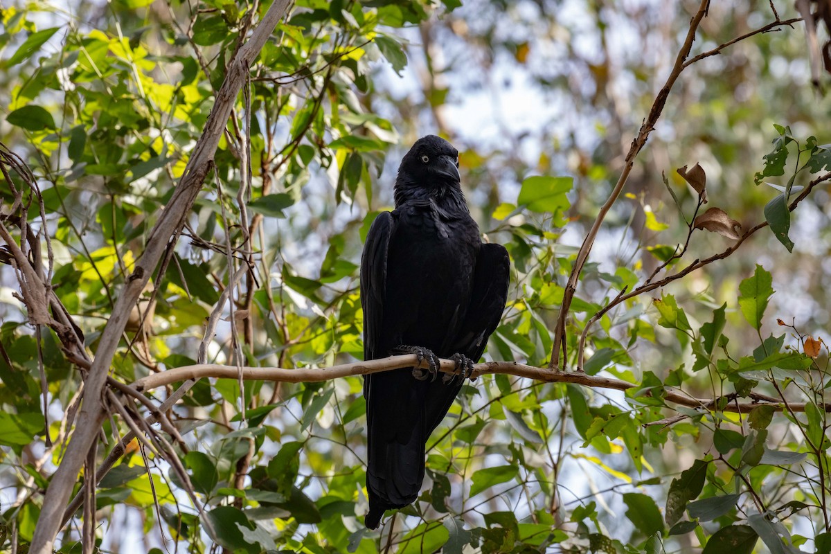 Australian Raven - ML618068499