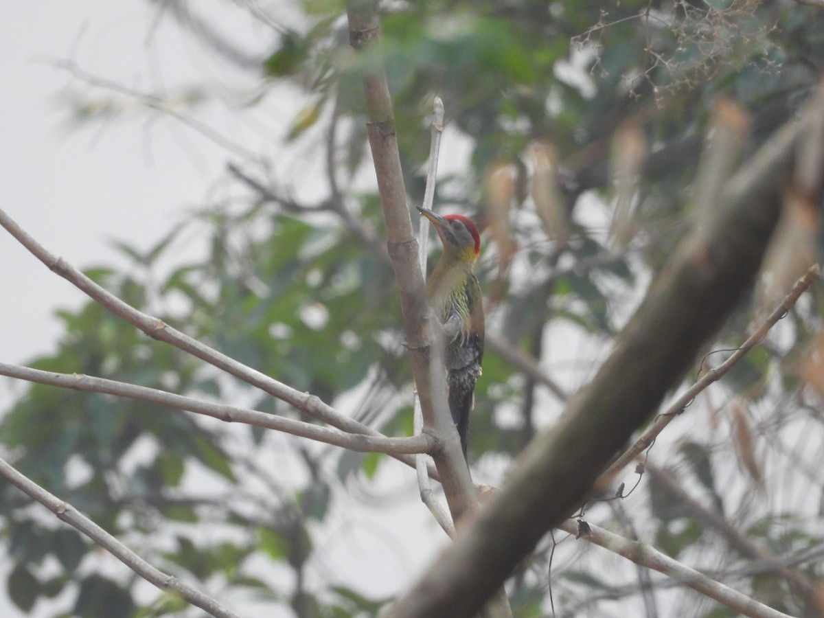 Laced Woodpecker - ML618068513