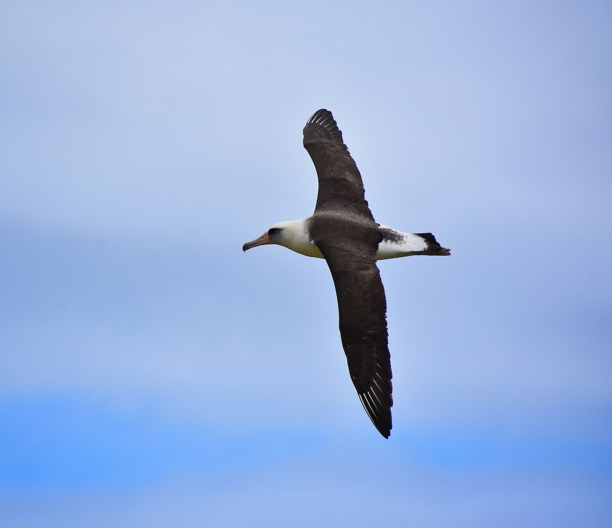 Laysan Albatross - Philip Aguiar