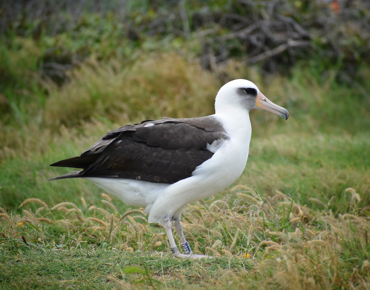 albatros laysanský - ML618068532