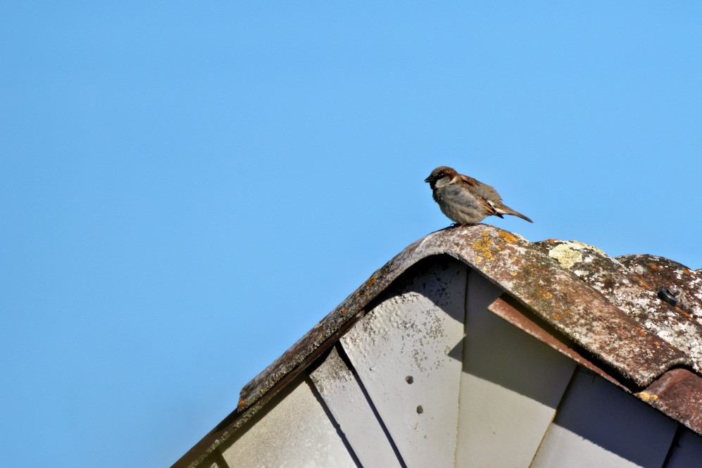 House Sparrow - Gerald Schuster