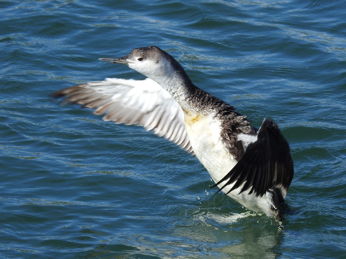Red-throated Loon - ML618068572