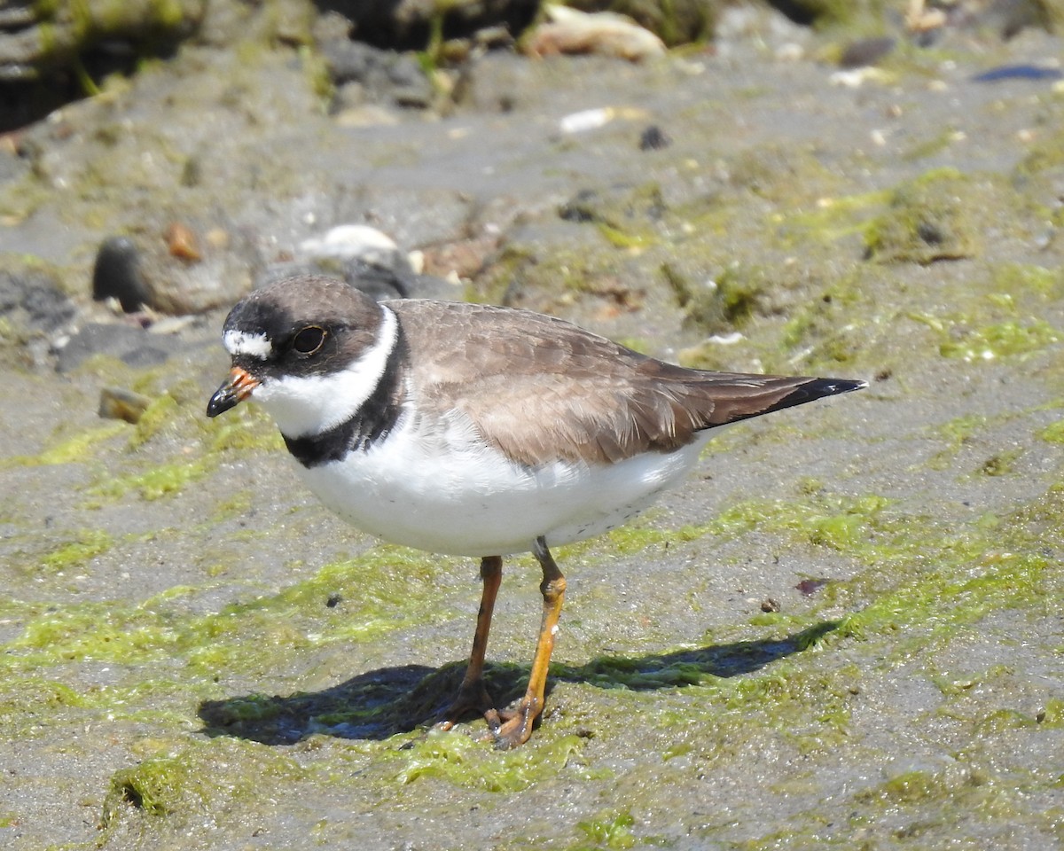 Semipalmated Plover - ML618068608