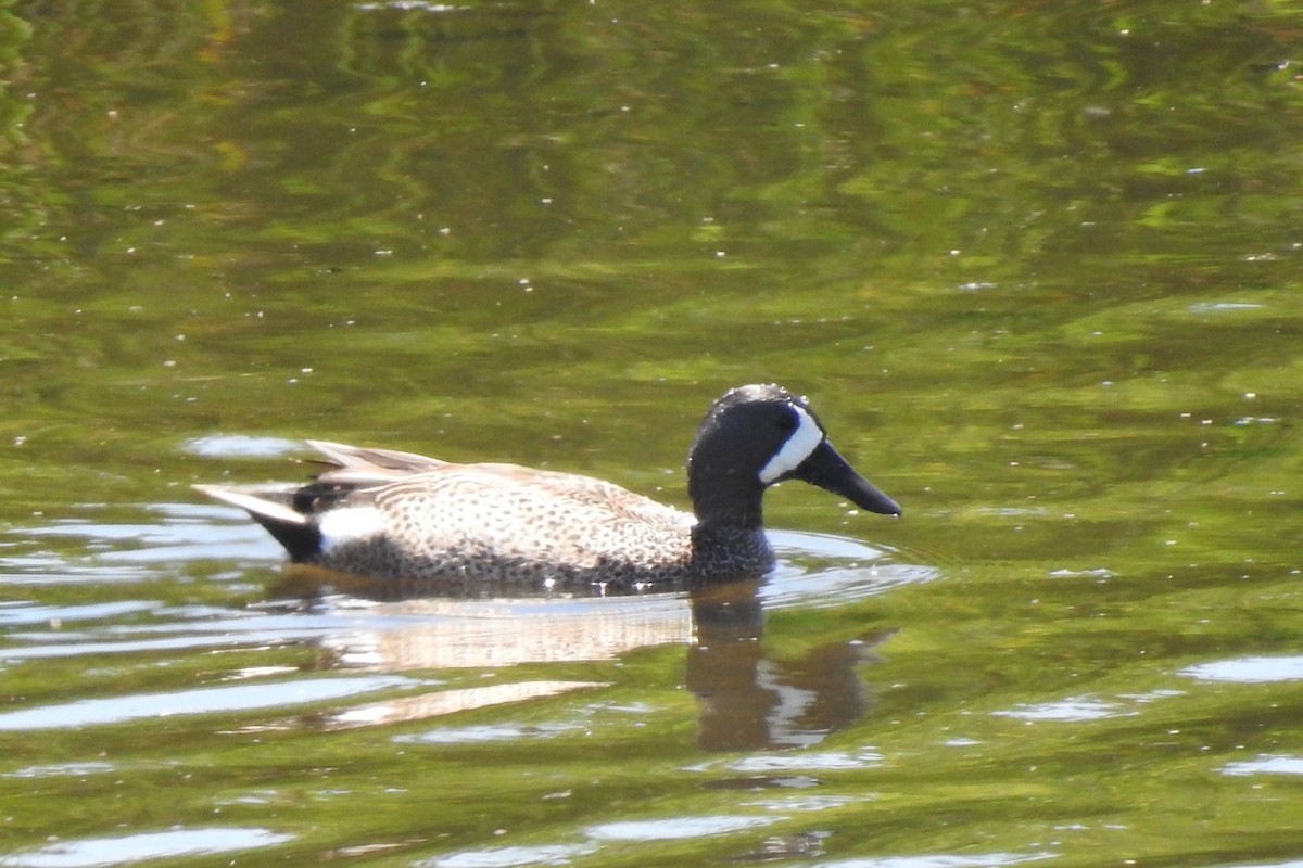 Blue-winged Teal - ML618068613
