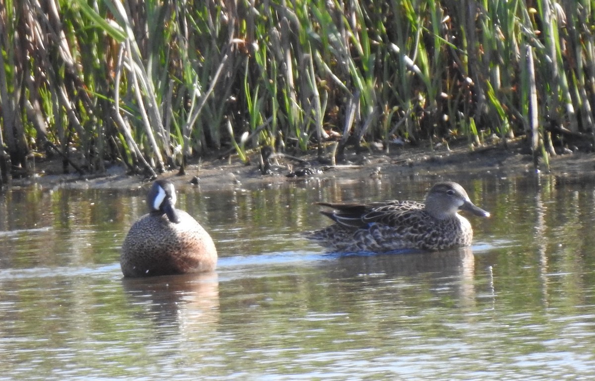 Blue-winged Teal - ML618068615