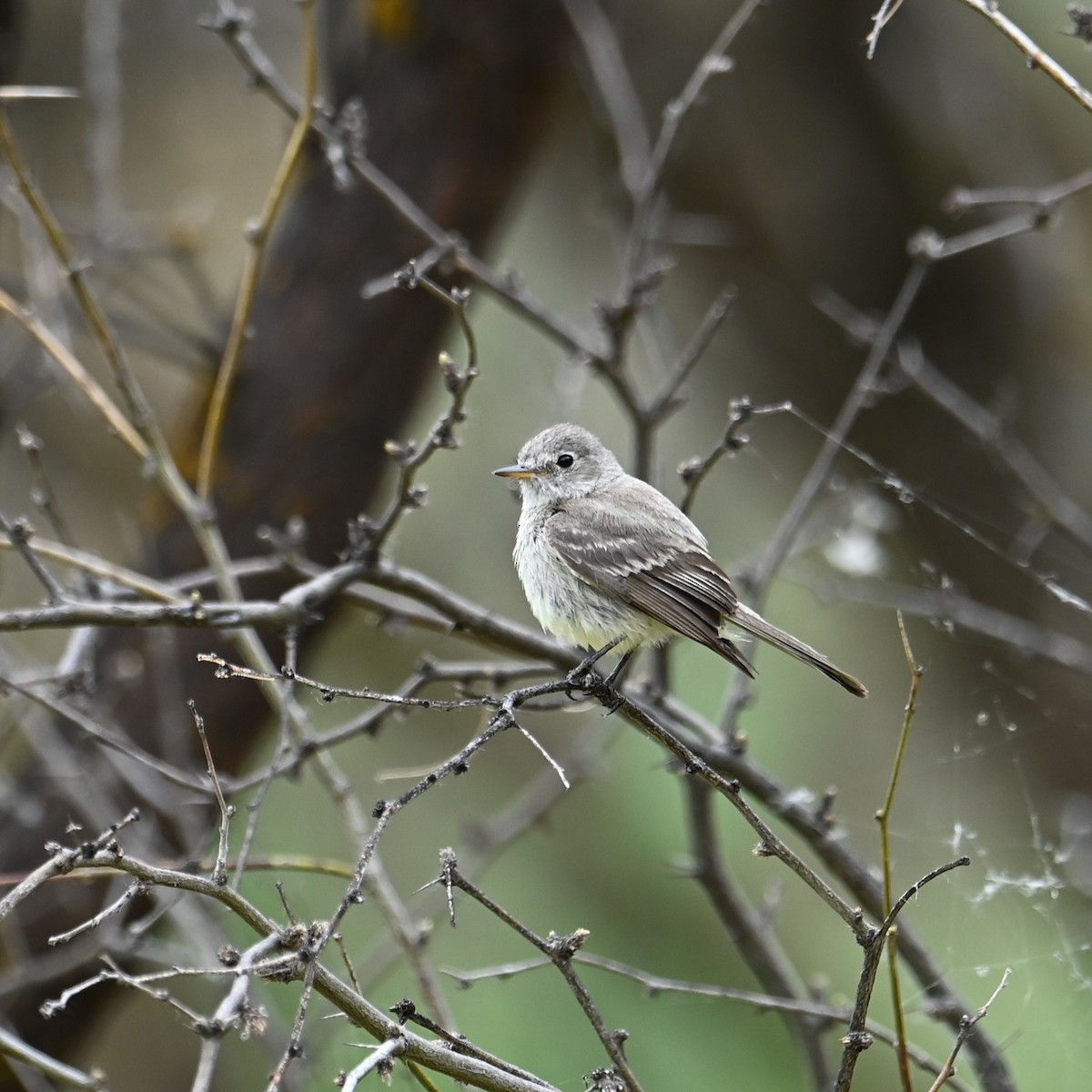 Gray Flycatcher - Ronnie Reed