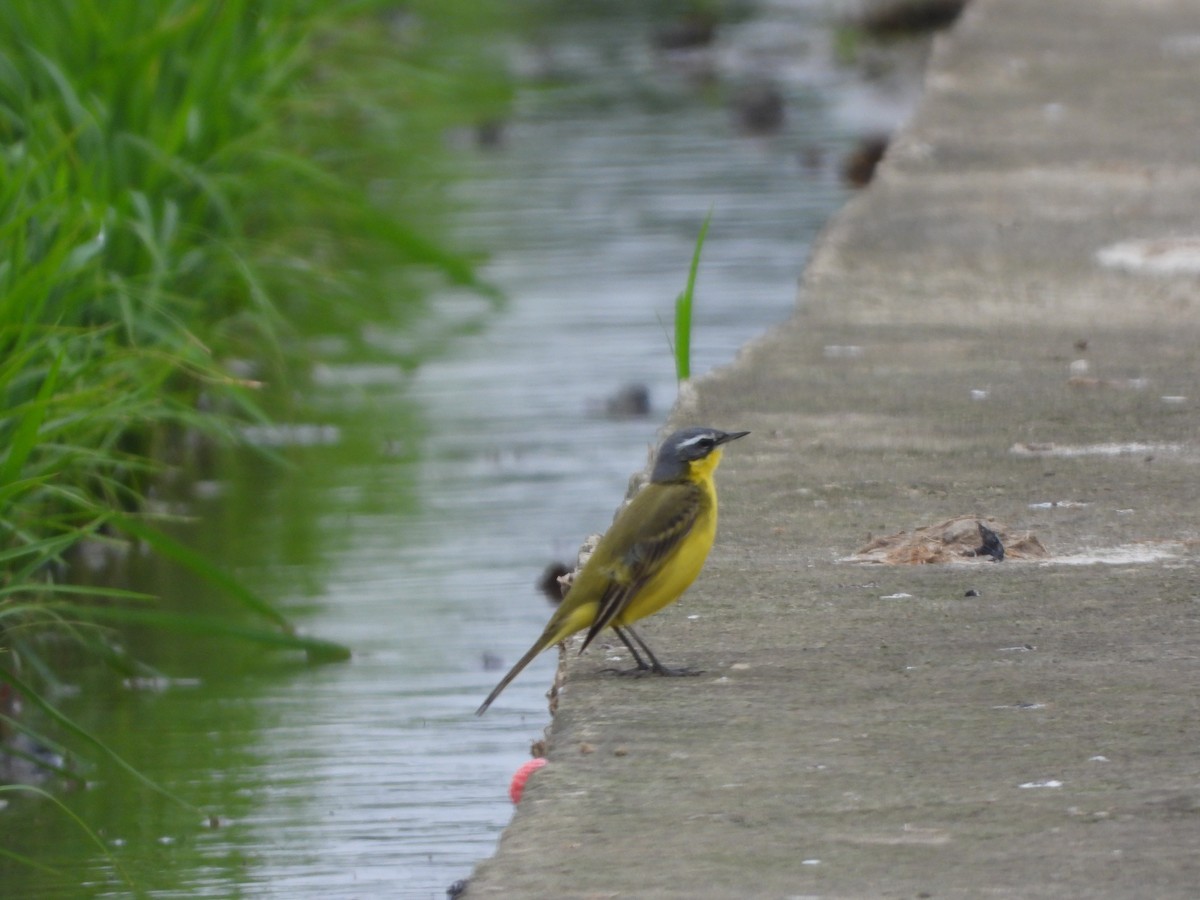 Eastern Yellow Wagtail (Eastern) - Tivon Chen