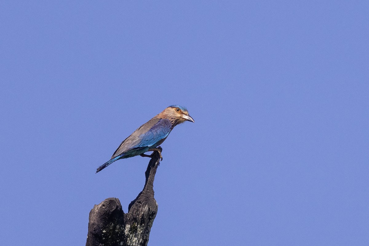 Indian Roller - Niall D Perrins