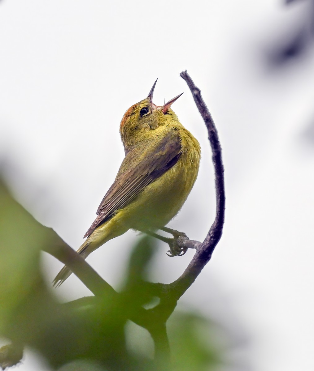 Orange-crowned Warbler - Teresa Cheng