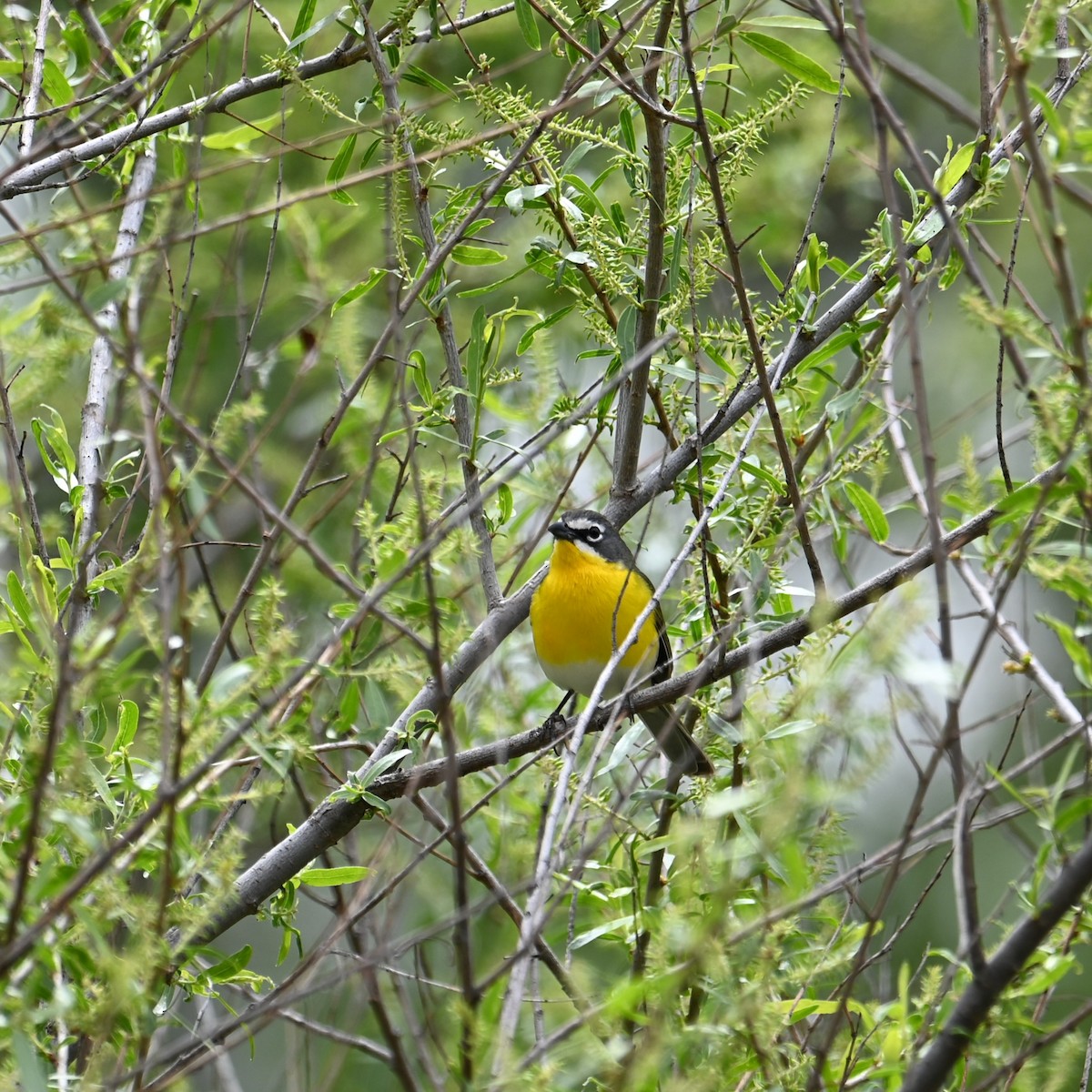 Yellow-breasted Chat - ML618068639