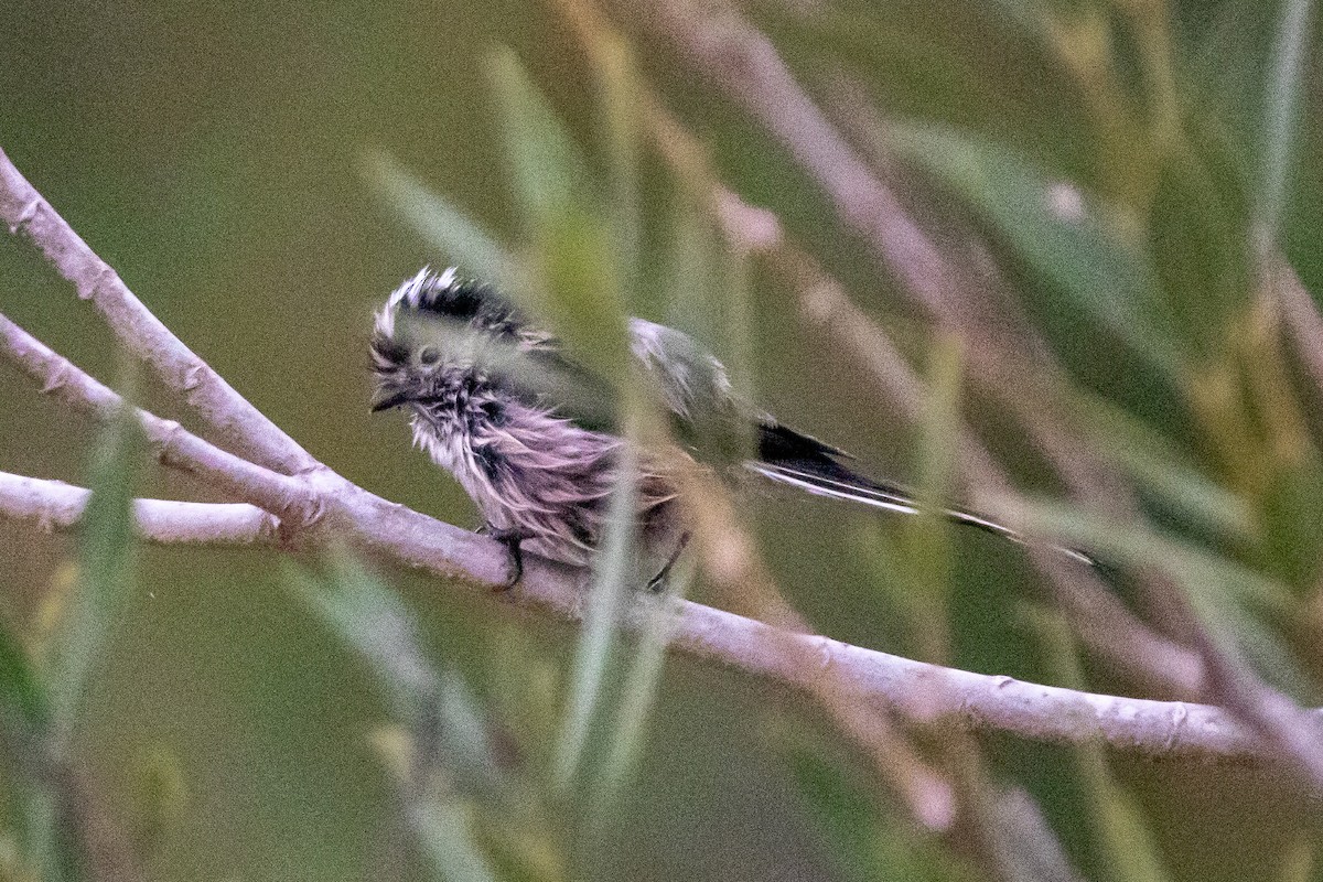 Long-tailed Tit - Juan Abella