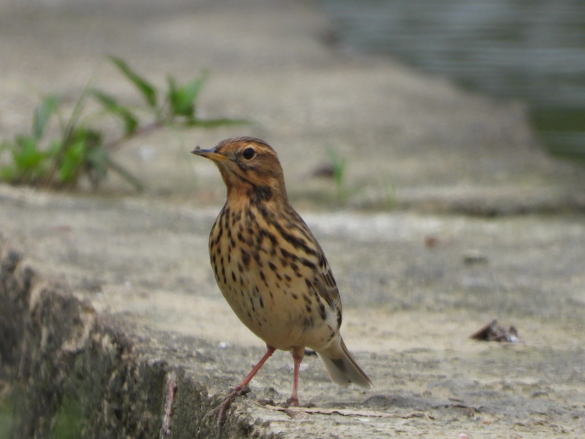 Red-throated Pipit - ML618068651