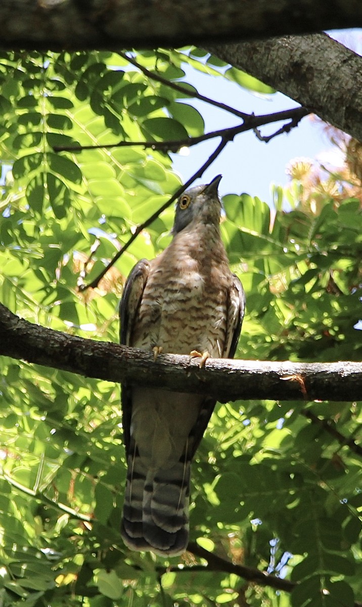 Common Hawk-Cuckoo - Gehan Gunatilleke