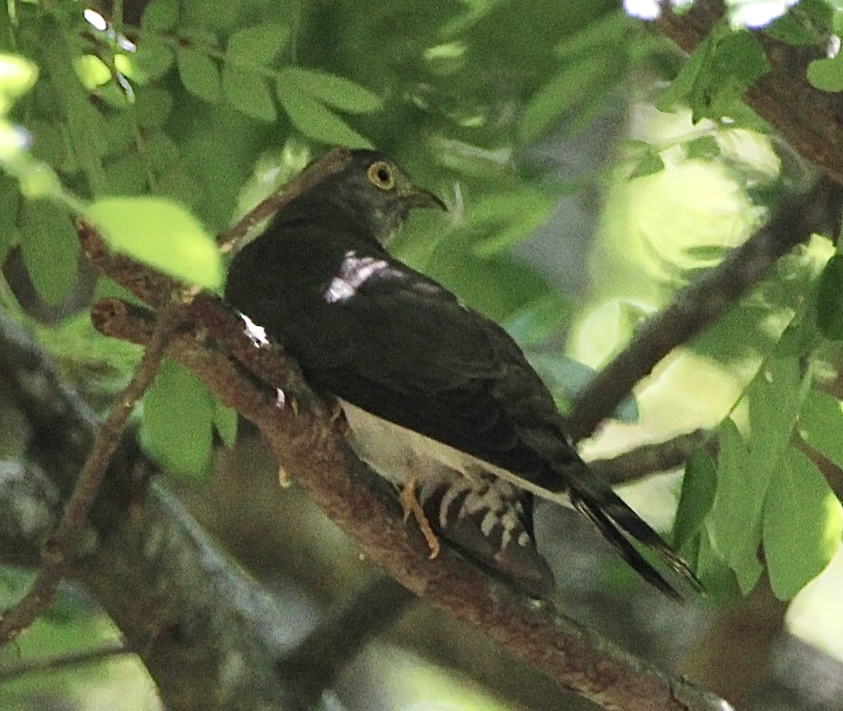 Common Hawk-Cuckoo - ML618068654